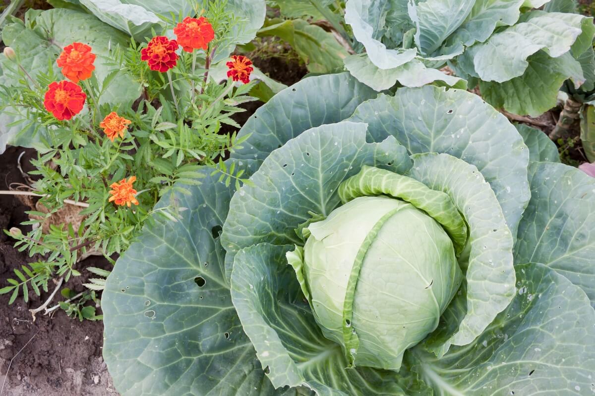 cabbage growing together with marigold flower