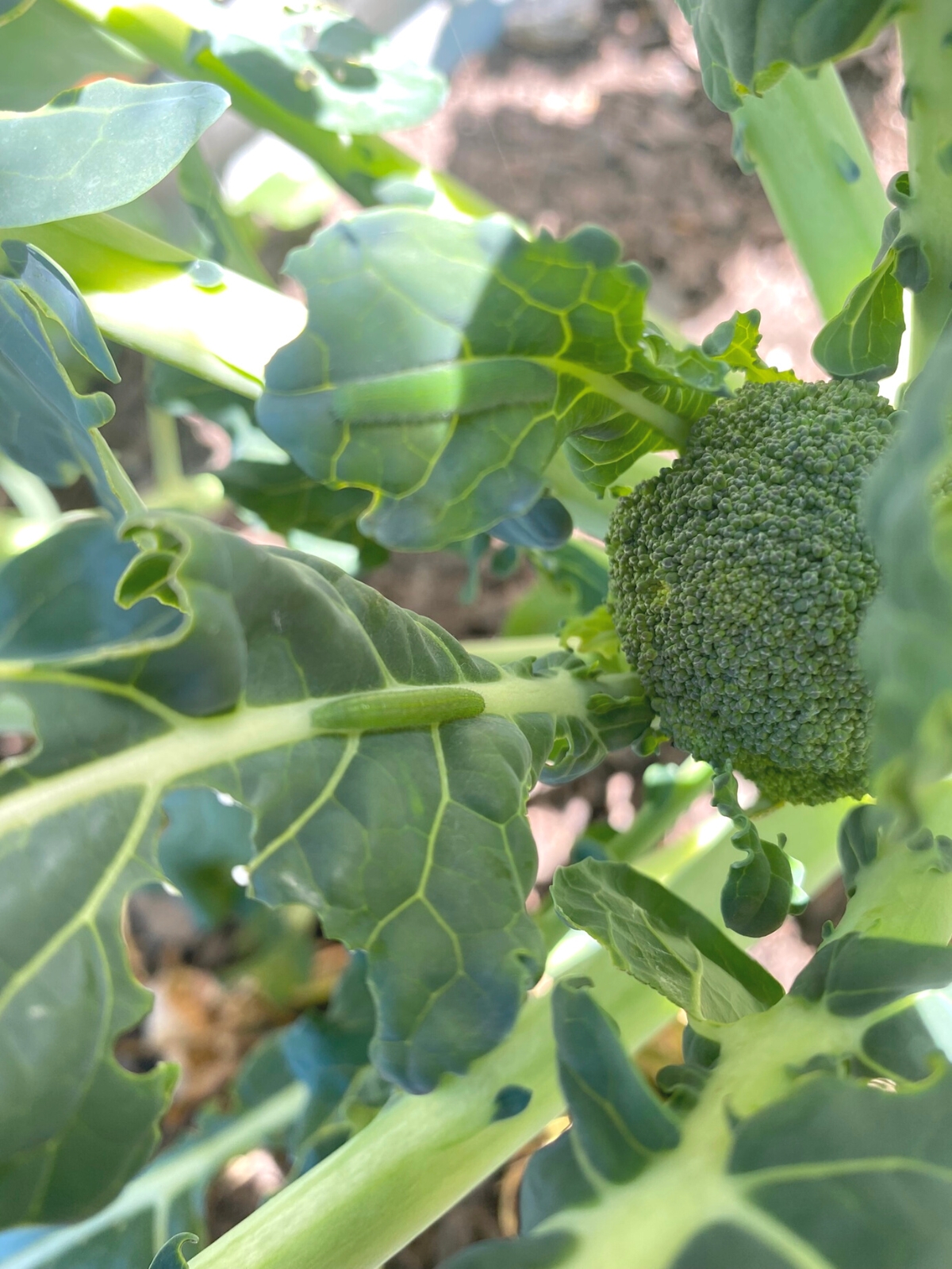 cabbage worms on broccoli plant