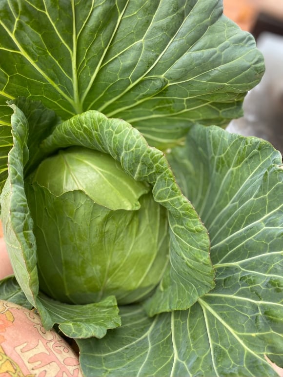 large head of cabbage harvested from garden