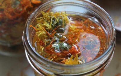How to Make Calendula Oil for Soaps, Balms, and Salves