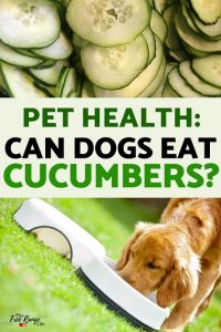 Pet Health: Can Dogs Eat Cucumbers?