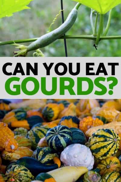 can you eat gourds