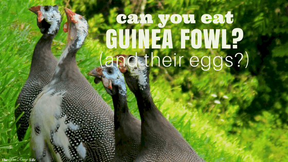 can-you-eat-guinea-fowl-and-guinea-eggs