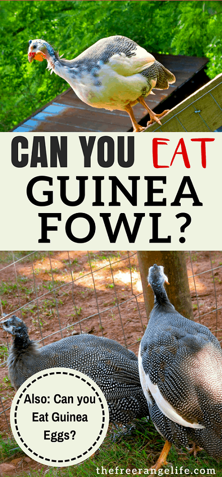 Can you eat guinea fowl? Can you eat guinea eggs? Yes! Get more information and guinea fowl recipes!