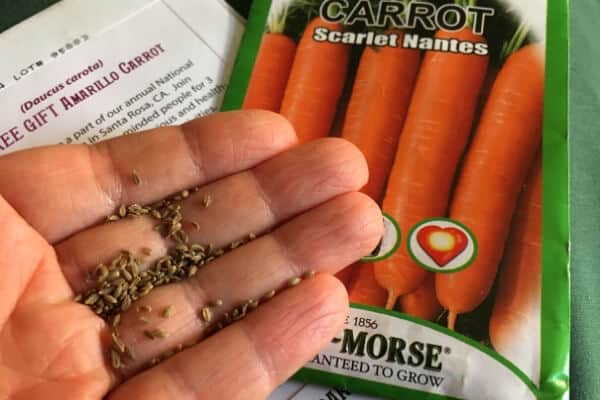 handful of carrot seeds