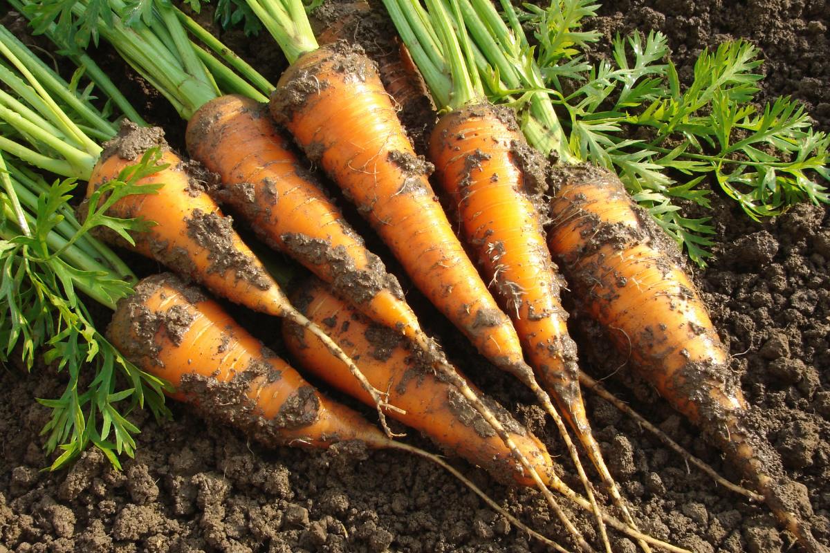 fresh dug carrots