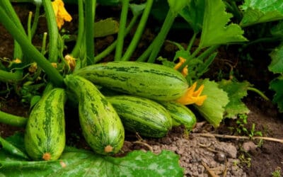 9 Types of Summer Squash to Grow This Year