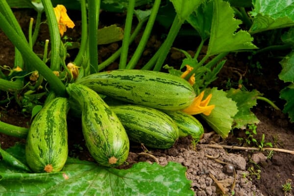 caserta summer squash plant in garden