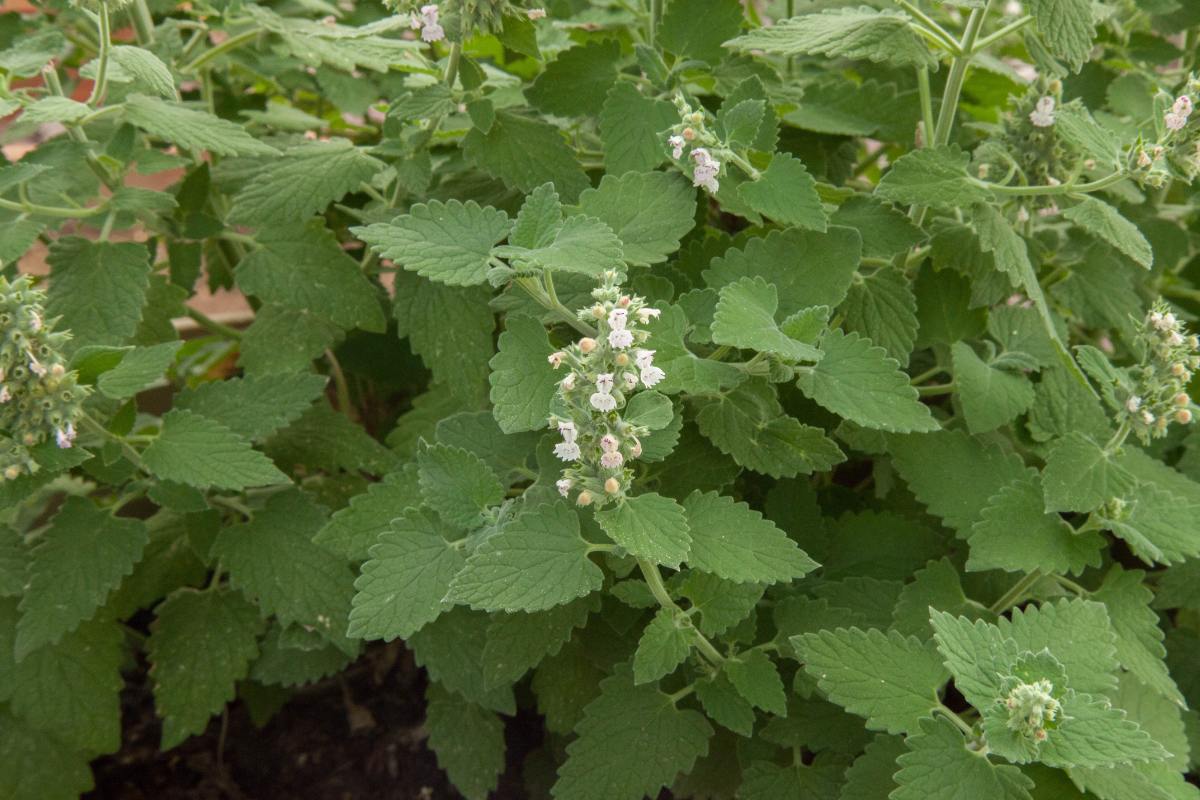 catnip growing outside