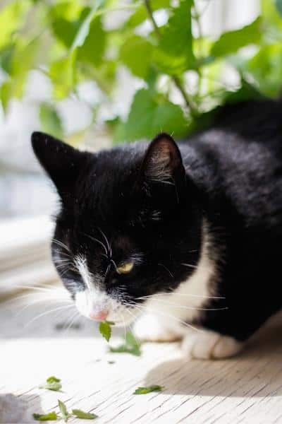 black and white cat eating catnip leaves