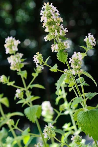 close up of catnip plant with white flower stalks