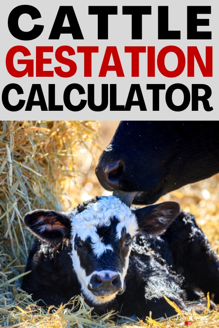 cattle gestation calculator