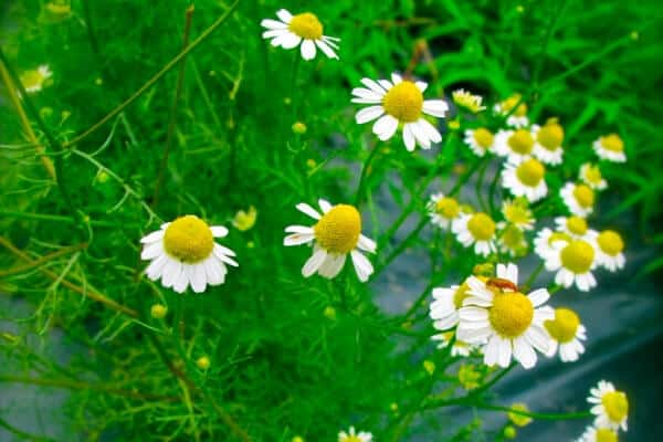 small yellow and white chamomile flowers in the vegetable garden