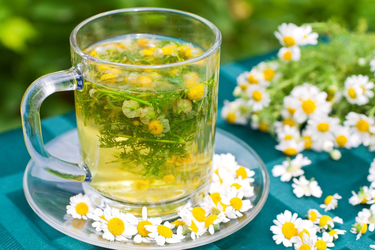 chamomile tea on table with fresh plant
