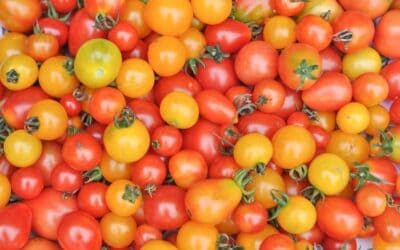 5 Simple and Delicious Ways to Preserve Cherry Tomatoes