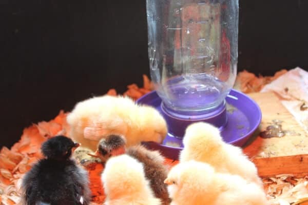 chicks drinking in box