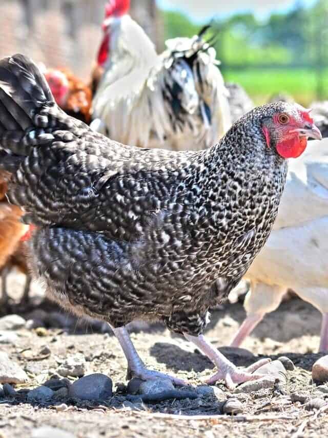 6 Things Your Chicken Coop Must Have!