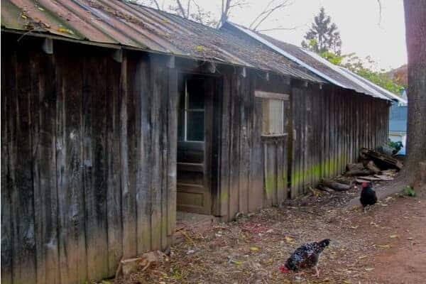 Chicken Coop Necessities 6 Things Your Coop Must Have