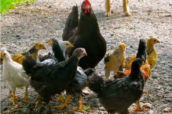 mother chicken with growing chicks