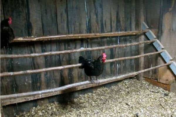 Chicken Coop Essentials: Providing Shelter from Extreme Temperatures