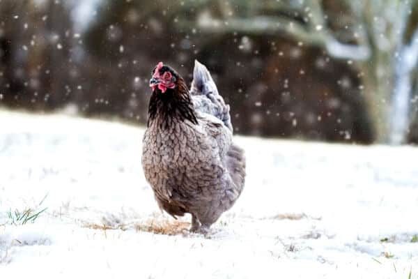 gray chicken walking in snow covered yard while snow falls