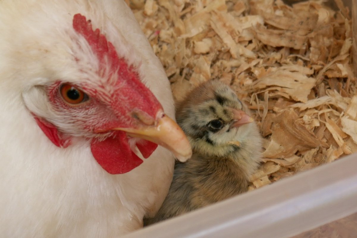 mother chicken and baby