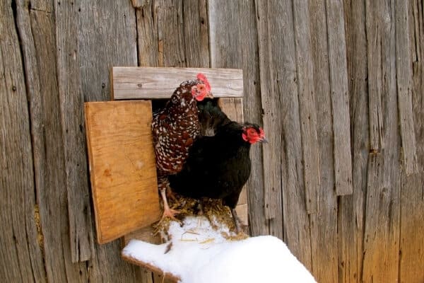 2 chickens standing at coop door in winter not wanting to go out in the snow