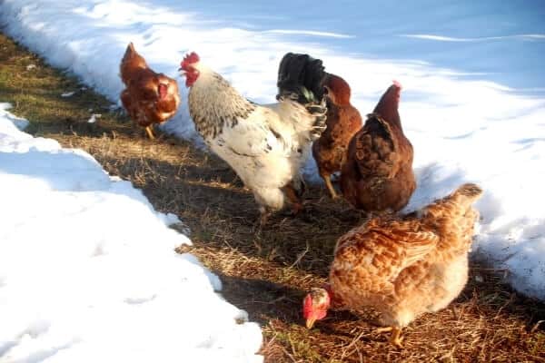 flock of chickens standing in shoveled path in a snow covered run