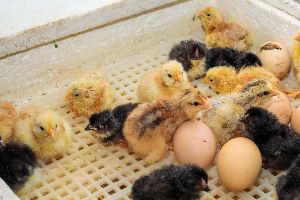 chicks and eggs hatching in an incubator