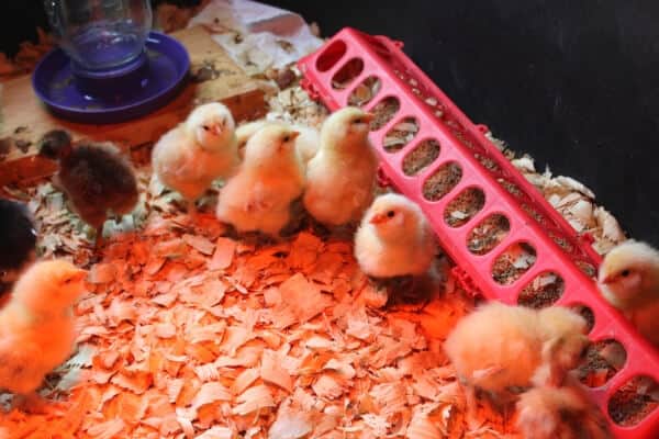 chicks in brooder box