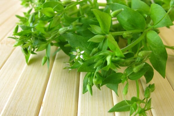 chickweed on a table