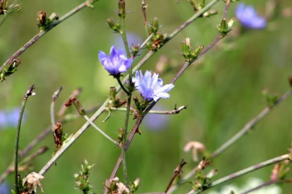 edible chicory with light purple blue flowers