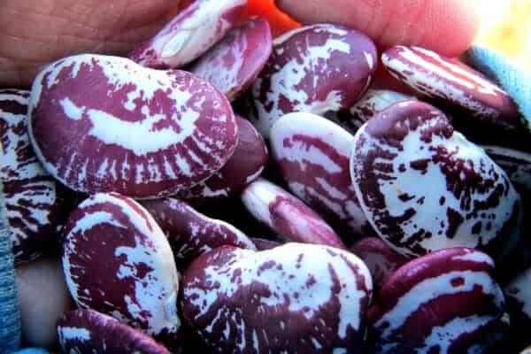 red and white christmas pole beans in a pile