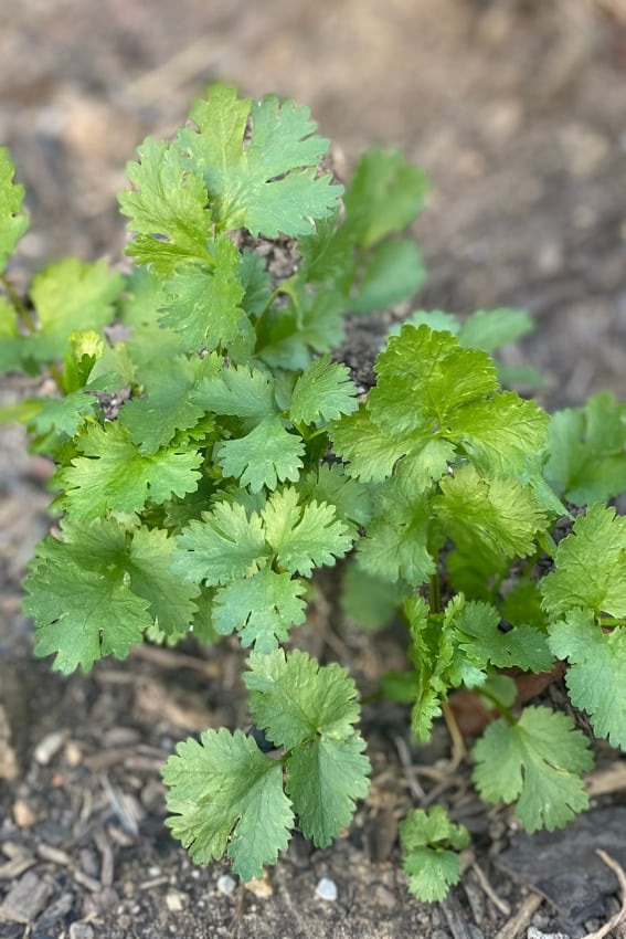 cilantro plant growing in garden