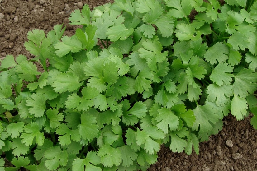 large patch of cilantro growing in garden