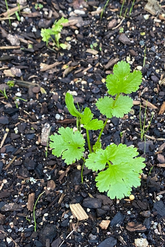 small cilantro seedling growing in ground