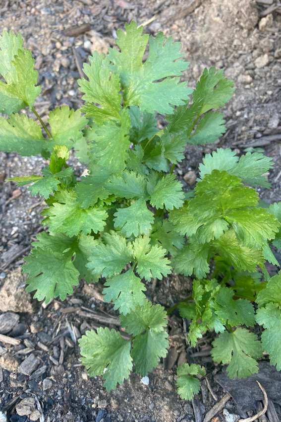 close up of small bushy cilantro plant growing in the garden