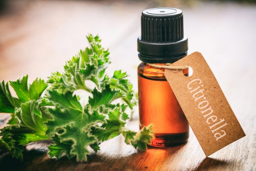 bottle of citronella oil sitting on table next to citronella leaf