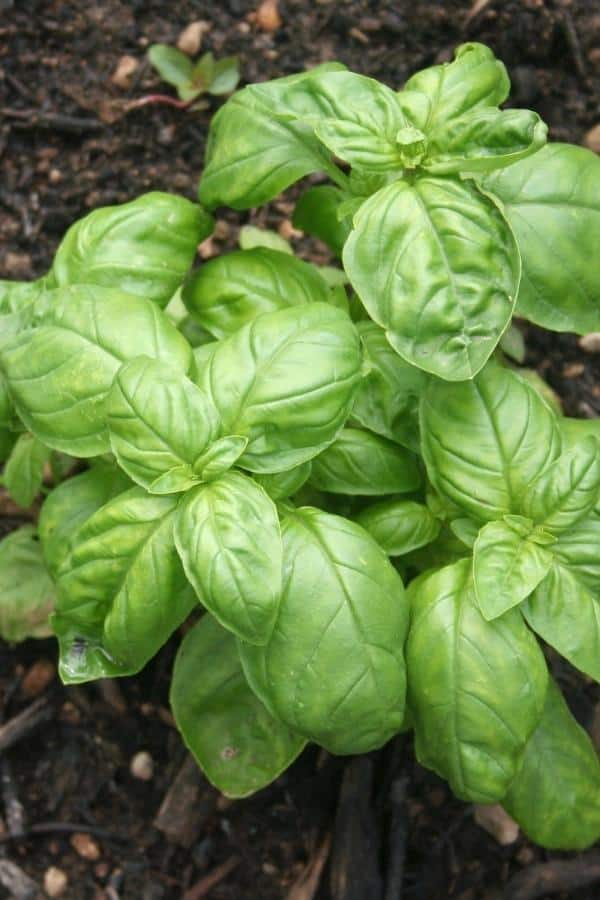 close up of basil plant on soil in garden