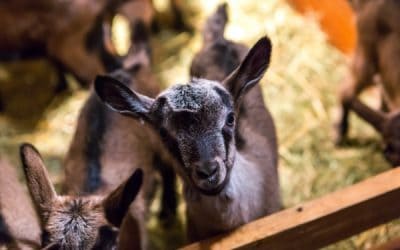 How to Prevent and Treat Coccidiosis in Goats