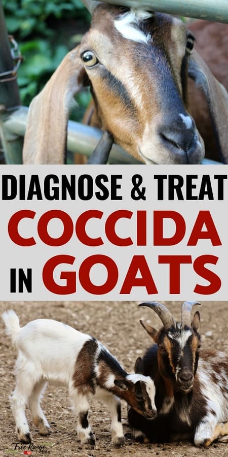 Raising Goats: Coccidia can cause life long problems in your goats. Learn how to diagnose and treat coccidiosis in goats to keep them healthy!
