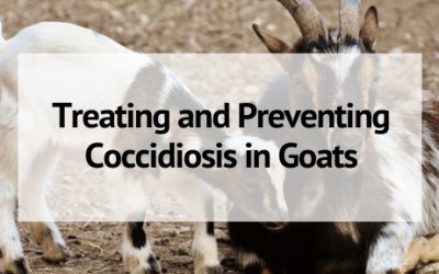 How to Prevent and Treat Coccidiosis in Goats