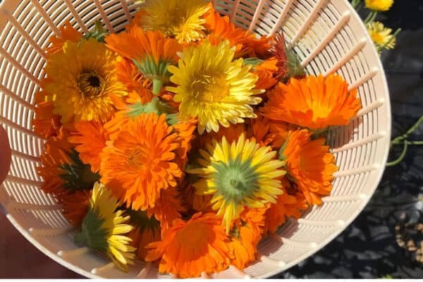 basket of calendula flowers