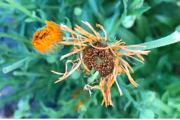 drying calendula flower head