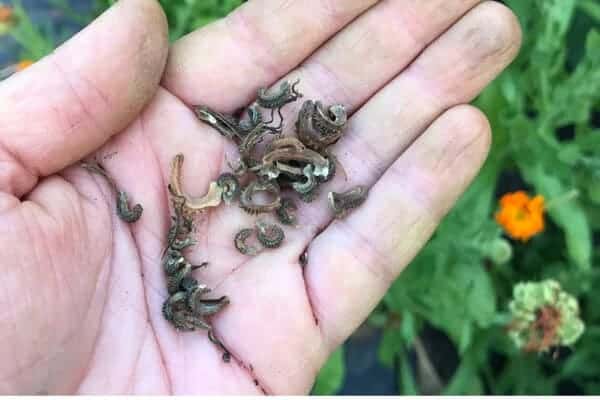 harvested calendula seeds