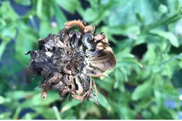 dried calendula seeds ready to be picked