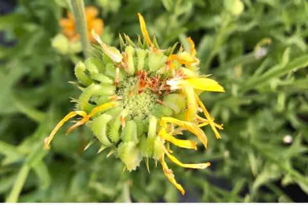 calendula seeds forming on flower head