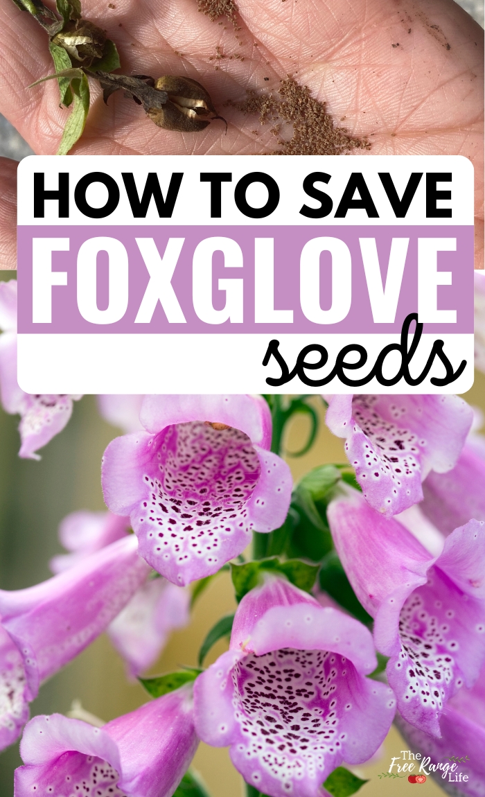 how to save foxglove seeds