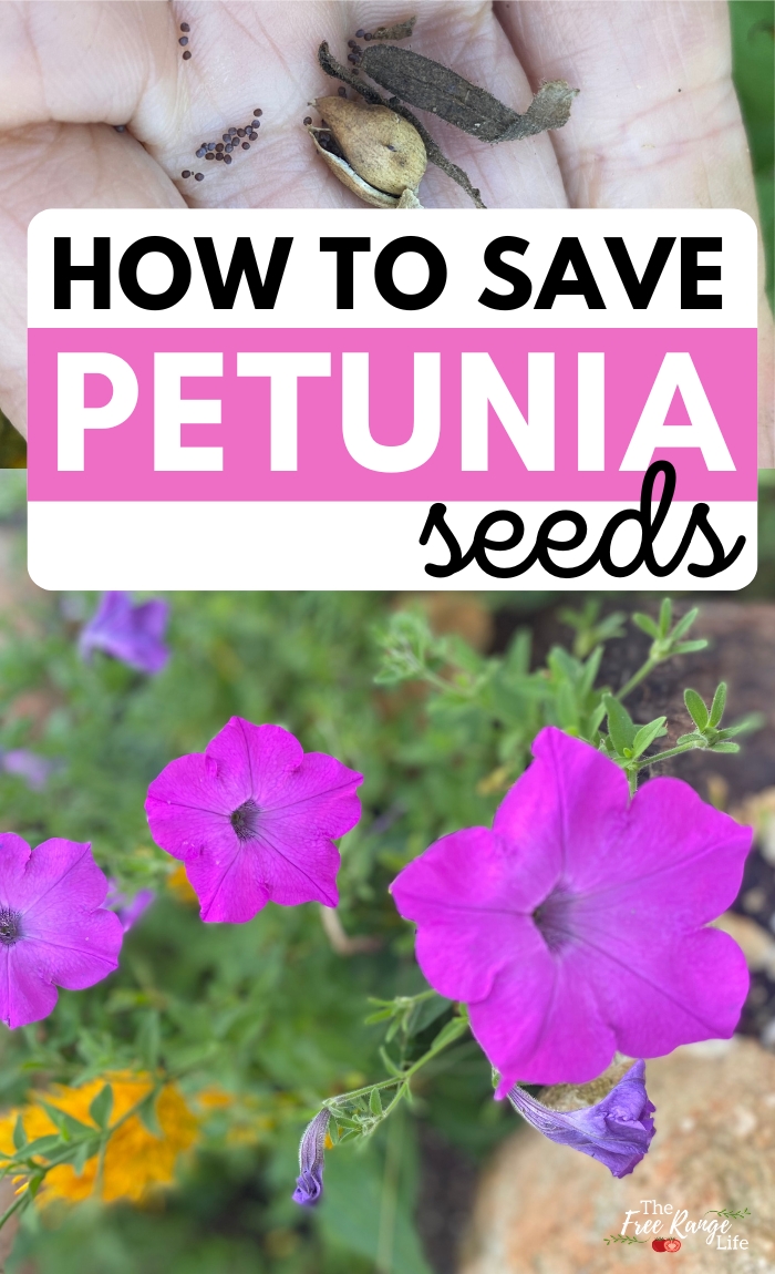 how to collect petunia seeds