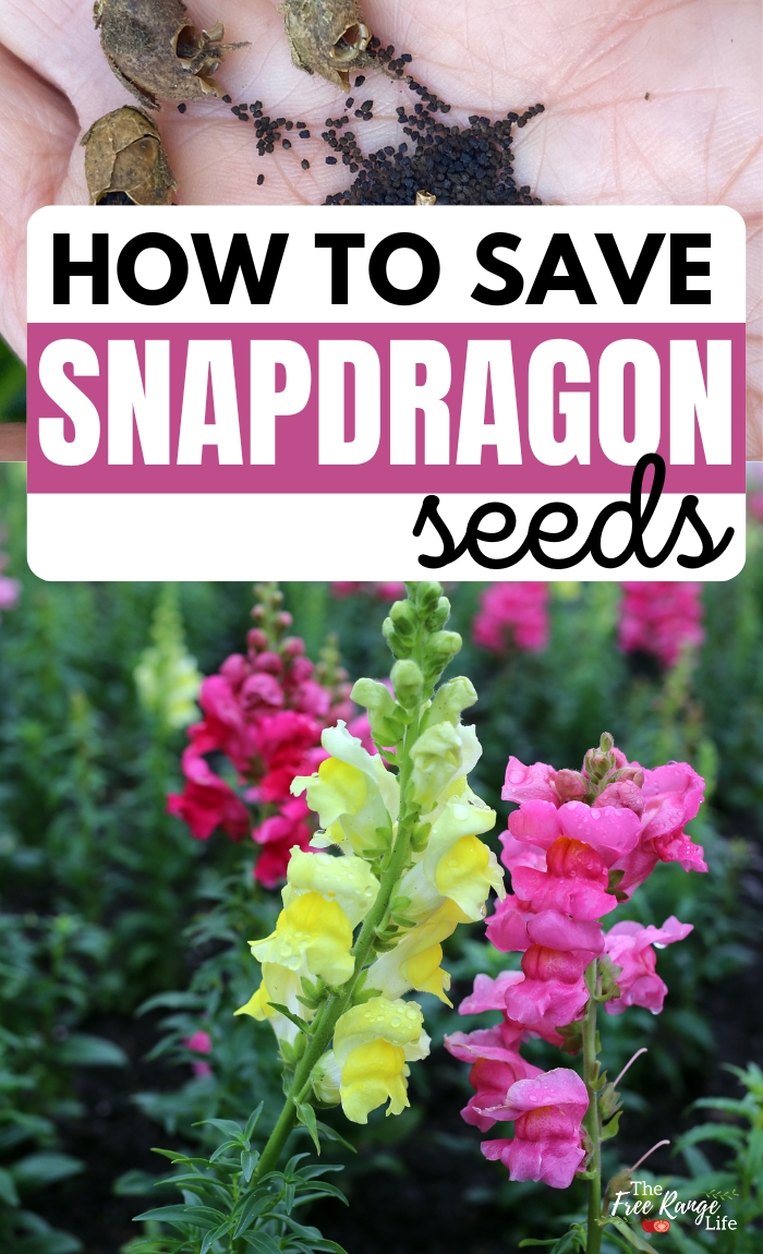 how to save snapdragon seeds
